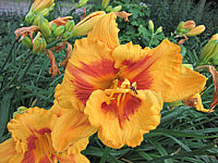 Hemerocallis%20Fooled%20Me%203.JPG