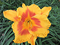 Hemerocallis%20Fooled%20Me%204.JPG