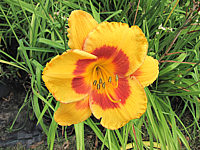 Hemerocallis%20Fooled%20Me%207.JPG