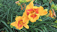 Hemerocallis%20Fooled%20Me%208.JPG