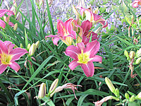 Hemerocallis%20French%20Porcelain%201.JPG