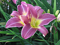 Hemerocallis%20French%20Porcelain%202.JPG