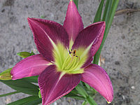 Hemerocallis%20French%20Porcelain%203.JPG