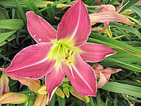Hemerocallis%20French%20Porcelain%204.JPG