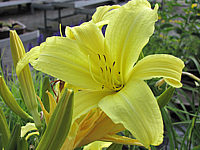 Hemerocallis%20Hyperion%20-%20hoch%20gelb%20duftend%201.JPG