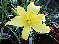 Hemerocallis%20Hyperion%20-%20hoch%20gelb%20duftend%202.JPG