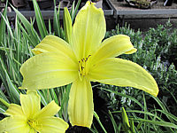 Hemerocallis%20Hyperion%20-%20hoch%20gelb%20duftend.JPG