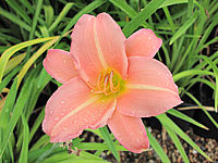 Hemerocallis%20Love%20that%20Pink%20-%20Macro.JPG