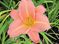 Hemerocallis%20Love%20that%20Pink%20-%20Macro1.JPG