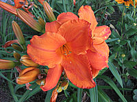 Hemerocallis%20Mauna%20Loa%2000.JPG