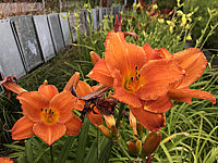 Hemerocallis%20Mauna%20Loa%20001.JPG