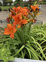 Hemerocallis%20Mauna%20Loa%20002.JPG