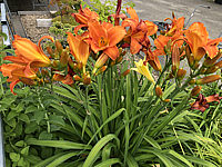 Hemerocallis%20Mauna%20Loa%20003.JPG