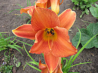 Hemerocallis%20Mauna%20Loa%20009.JPG