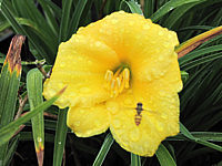 Hemerocallis%20Ministella%20-%20Bluete%20unscharf.JPG