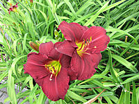 Hemerocallis%20Pardon%20Me%201.JPG