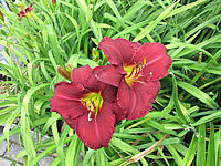 Hemerocallis%20Pardon%20Me%202.JPG