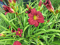 Hemerocallis%20Pardon%20Me%203.JPG
