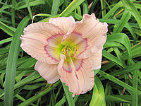Hemerocallis%20Siloam%20David%20Kirk%201.JPG