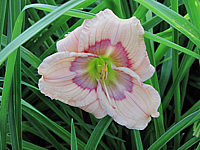 Hemerocallis%20Siloam%20David%20Kirk.JPG