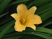 Hemerocallis%20Stella%20d'%20Oro%20-%20Bluetenmacro.JPG