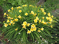 Hemerocallis%20Stella%20d'%20Oro%20-%20Sol.JPG