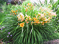 Hemerocallis%20Stella%20d'%20Oro%20-%20Sol2.JPG
