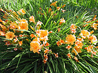 Hemerocallis%20Stella%20d'%20Oro%20-%20Sonne.JPG