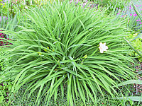 Hemerocallis%20Stella%20d'%20Oro%20-%20Staude.JPG