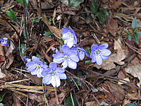 Hepatica%20nobilis%201.JPG