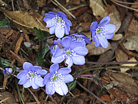 Hepatica%20nobilis%202.JPG