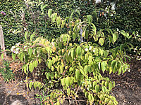Heptacodium%20miconioides%20001.JPG