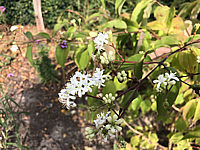 Heptacodium%20miconioides%20002.JPG