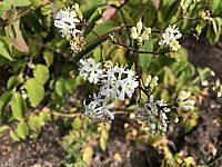 Heptacodium%20miconioides%20003.JPG