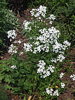 Hesperis%20matronis%20Alba.jpg