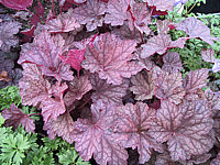 Heuchera%20Cascade%20Dawn.JPG