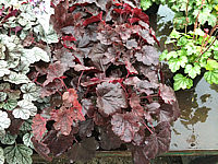 Heuchera%20Hybride%20Bella%20Notte%201.JPG