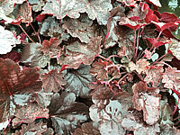 Heuchera%20Hybride%20Bella%20Notte%202.JPG