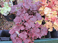 Heuchera%20Hybride%20Bella%20Notte%20Austrieb.JPG