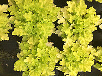 Heuchera%20Hybride%20Berry%20Marmalade%2001%20.JPG