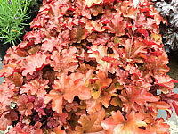 Heuchera%20Hybride%20Berry%20Smoothie%2050cm%20-%20Bluete%205-7.JPG