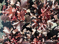 Heuchera%20Hybride%20Black%20Beauty%2001.JPG