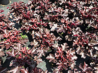 Heuchera%20Hybride%20Black%20Beauty%2002.JPG
