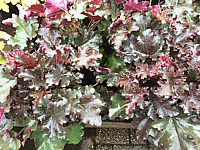 Heuchera%20Hybride%20Black%20Beauty%2009.JPG