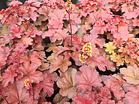 Heuchera%20Hybride%20Blondie%2001.JPG