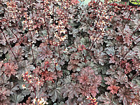 Heuchera%20Hybride%20Cajun%20Fire%2001.JPG
