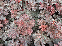 Heuchera%20Hybride%20Cajun%20Fire%2002.JPG