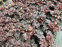 Heuchera%20Hybride%20Cajun%20Fire%2003.JPG