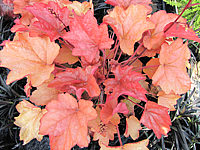 Heuchera%20Hybride%20Caramel%2000.JPG