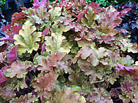 Heuchera%20Hybride%20Caramel%2005.JPG
